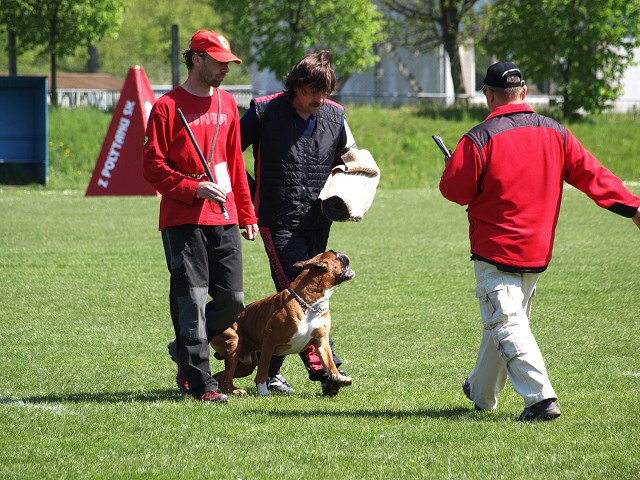 www.atibox.net * www.euroboxer.eu * www.boxergenealogia.eu